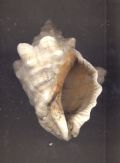 Stramonita&nbsp;haemastoma - var. consul
